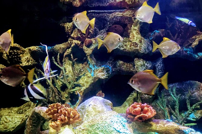 From Buenos Aires: Temaiken Biopark with Transfer and Tickets - Who should choose this biopark visit?