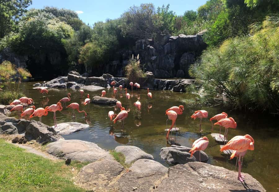 From Buenos Aires: Temaiken Zoo Tour with Ticket Included - Key points to know before you go