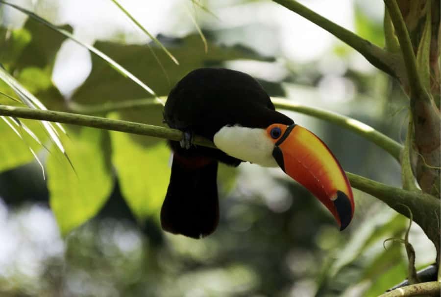 From Buenos Aires: Temaiken Zoo Tour with Ticket Included - Who should book this six-hour outing?