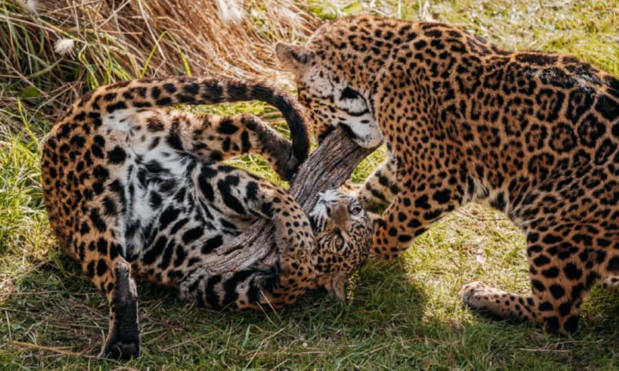 From Buenos Aires: Temaiken Zoo Tour with Ticket Included - The aquarium: three Argentine water worlds