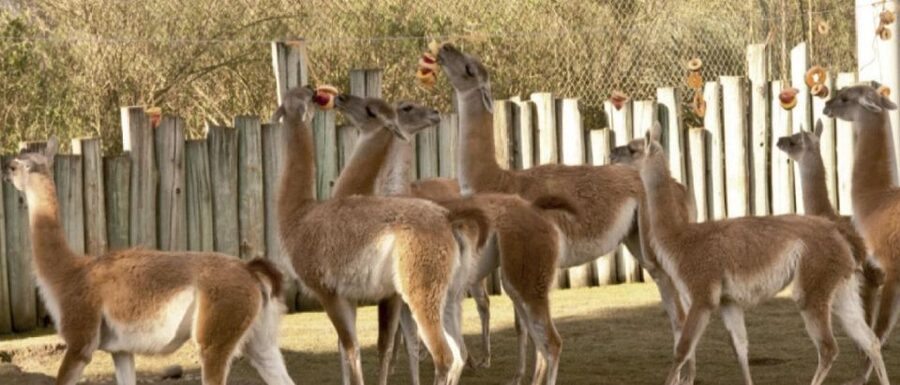 From Buenos Aires: Temaiken Zoo Tour with Ticket Included - The giant aviary and its outdoor viewpoints