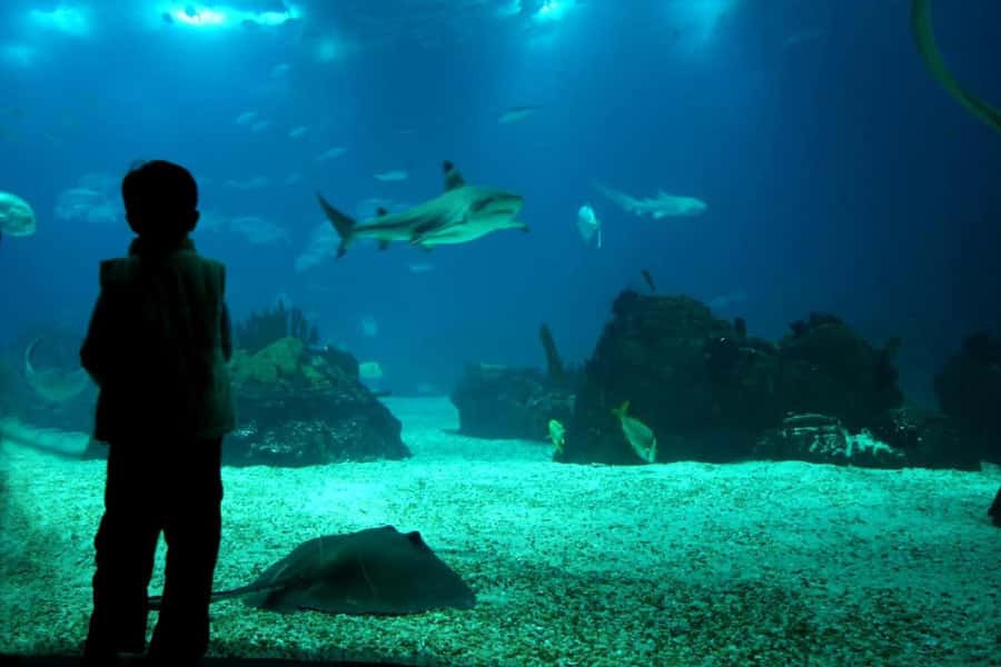 From Buenos Aires: Temaiken Zoo Tour with Ticket Included - La Chacra: a small taste of Argentina’s countryside