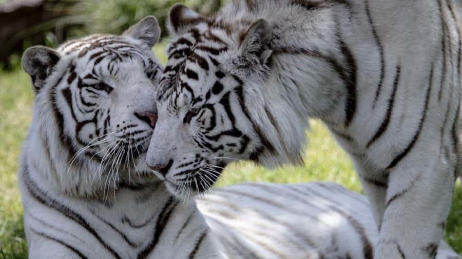 From Buenos Aires: Temaiken Zoo Tour with Ticket Included - Food, cost, and what you need to plan