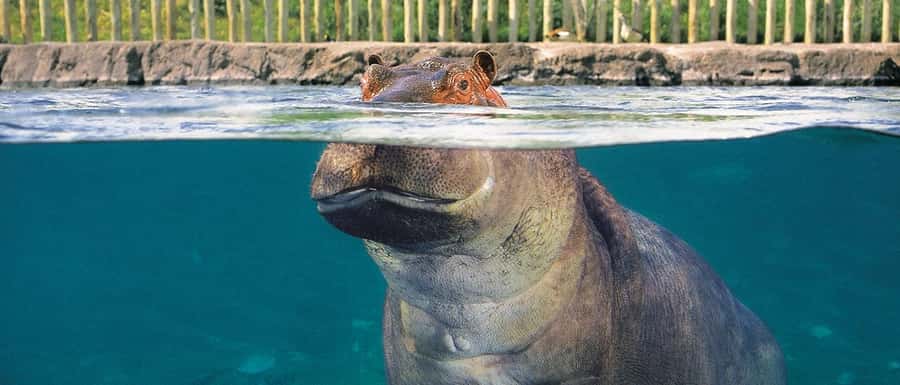From Buenos Aires: Temaiken Zoo Tour with Ticket Included - First impressions inside the biopark