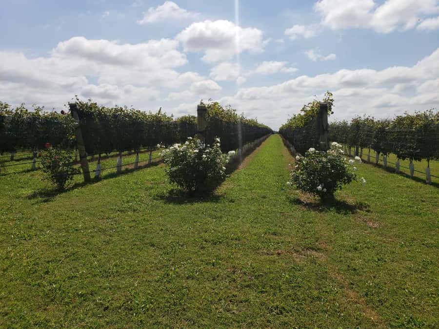From Cordoba: Private Wine tour & History - Key points to know before booking