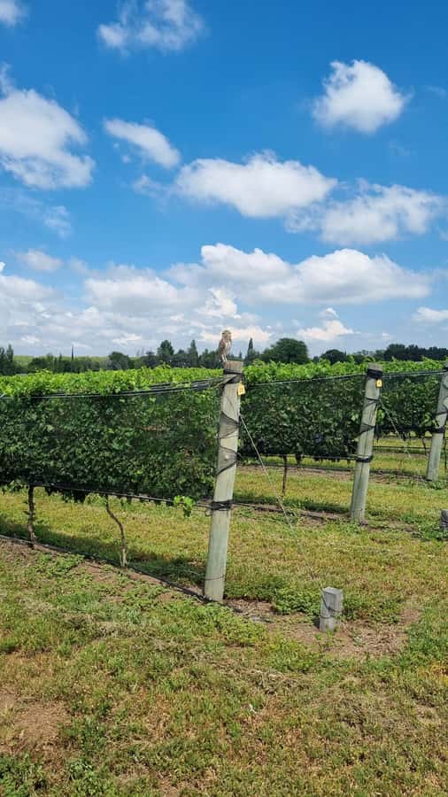 From Cordoba: Private Wine tour & History - Practical limits and planning concerns