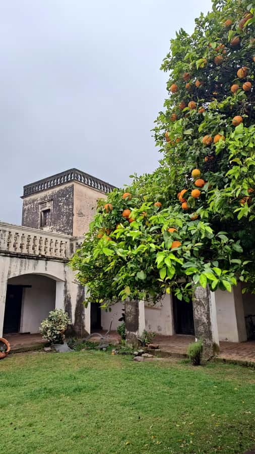 From Córdoba: Wine Tour & Jesuit Legacy - Terra Camiare, the longer winery visit