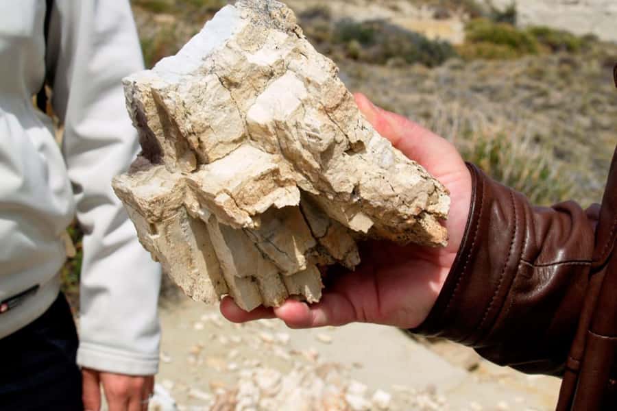 From El Calafate: La Leona Petrified Forest Day Trip - Key points before you book