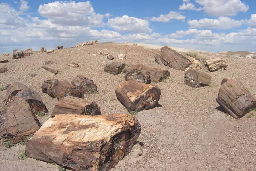From El Calafate: La Leona Petrified Forest Day Trip - Why the La Leona Petrified Forest is worth your day
