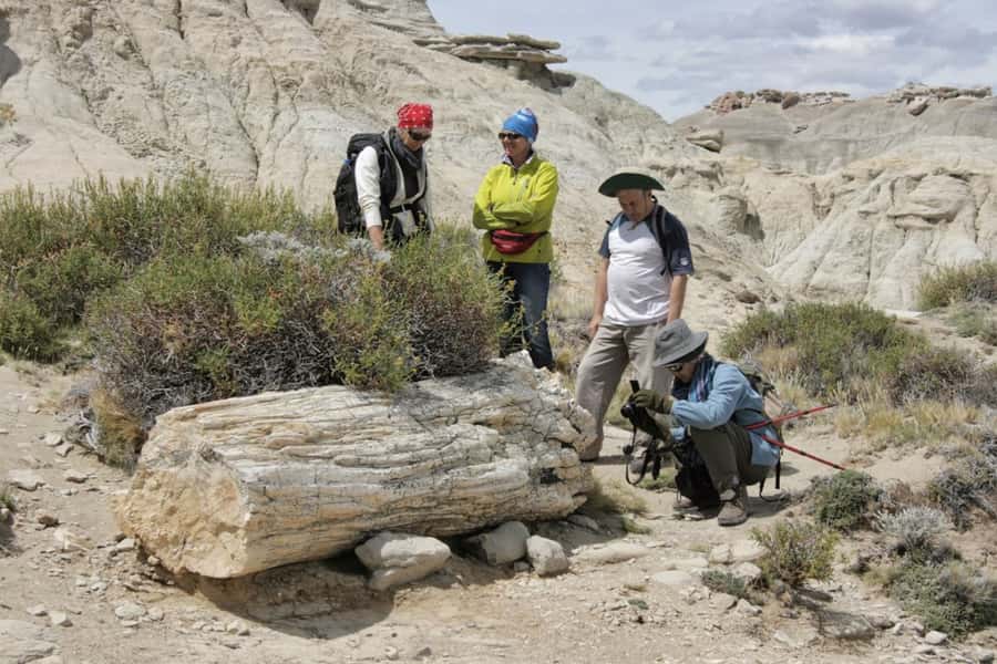 From El Calafate: La Leona Petrified Forest Day Trip - A short stop at Hotel La Leona