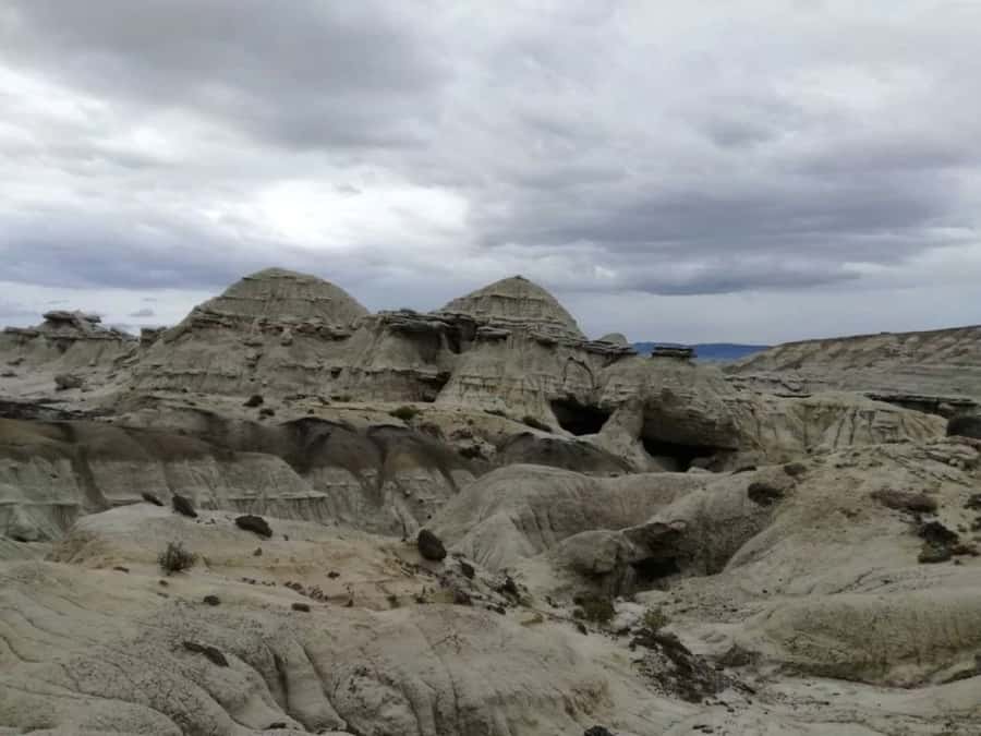 From El Calafate: La Leona Petrified Forest Day Trip - Walking among petrified logs and fossil bones