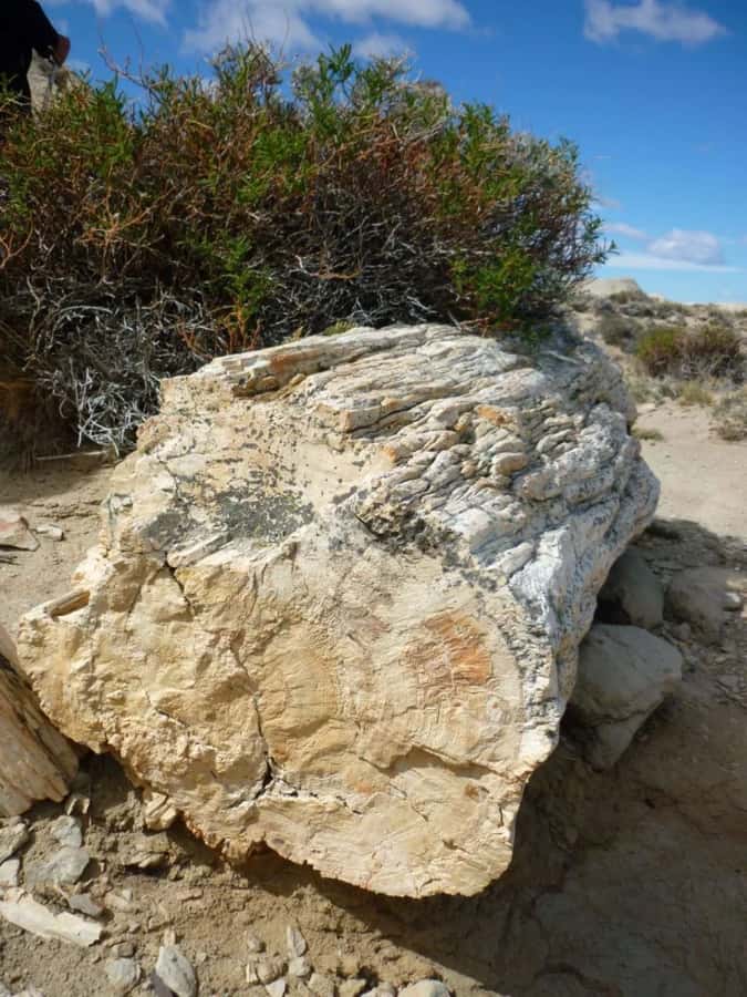 From El Calafate: La Leona Petrified Forest Day Trip - Why the scenery matters as much as the fossils