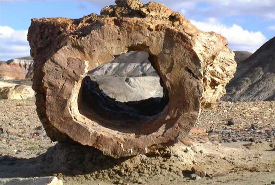 From El Calafate: La Leona Petrified Forest Day Trip - Who should take this fossil tour?