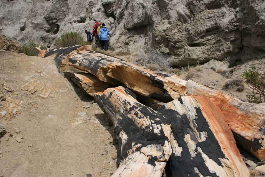 From El Calafate: La Leona Petrified Forest Day Trip - The road from El Calafate to Route 40