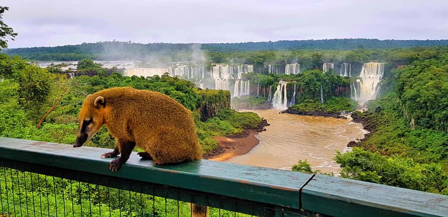 From Foz do Iguaçu: Brazilian Side of the Falls with Ticket - Pickup From Foz do Iguaçu
