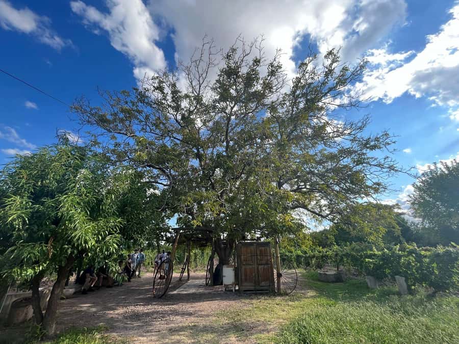 From Mendoza: 3 Wineries, Olive Oil Factory Tour & Tasting - Key points to know before booking