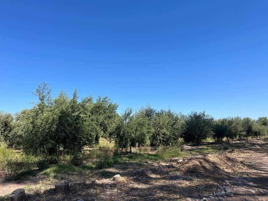 From Mendoza: 3 Wineries, Olive Oil Factory Tour & Tasting - Why Maipú makes sense for a half-day wine tour