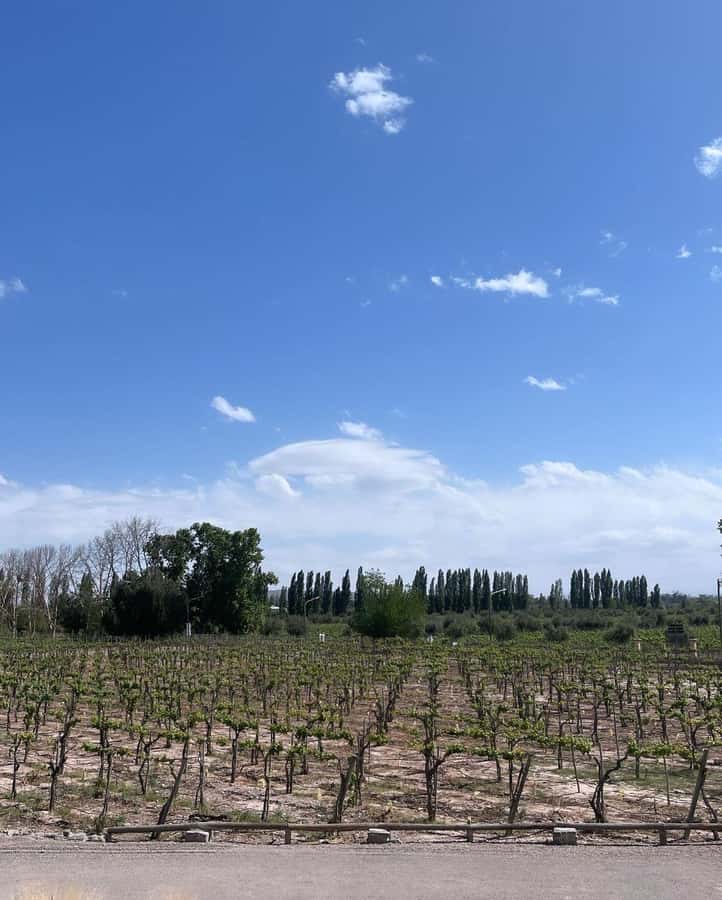 From Mendoza: 3 Wineries, Olive Oil Factory Tour & Tasting - The first winery: a technical start to the afternoon