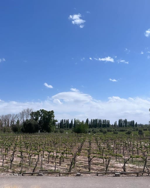 From Mendoza: 3 Wineries, Olive Oil Factory Tour & Tasting - Olive oil at Pasrai or a similar boutique factory