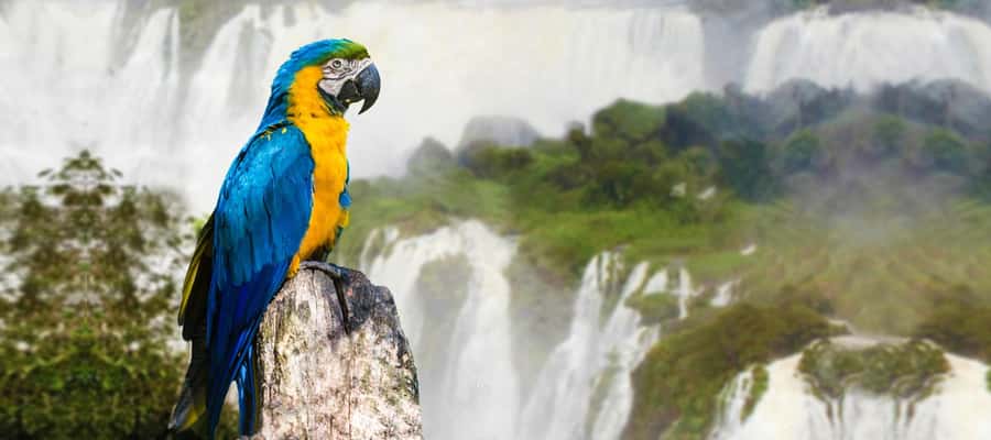 From Puerto Iguazu: Half-Day Brazilian Falls Excursion - Why the Brazilian side is worth your time