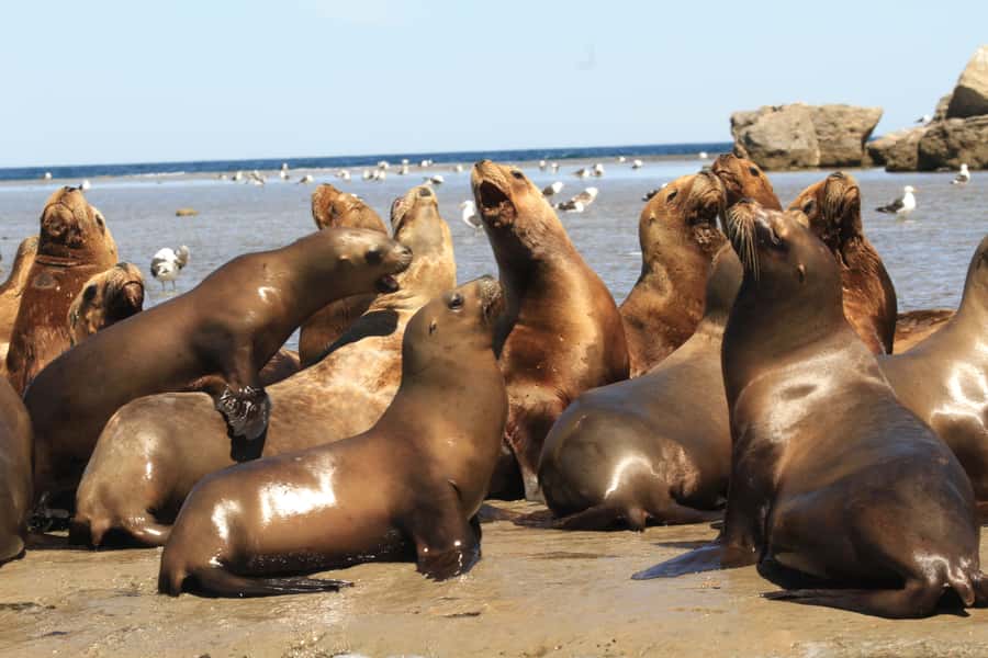 From Puerto Madryn: City and Punta Loma Tour - Who should book this excursion