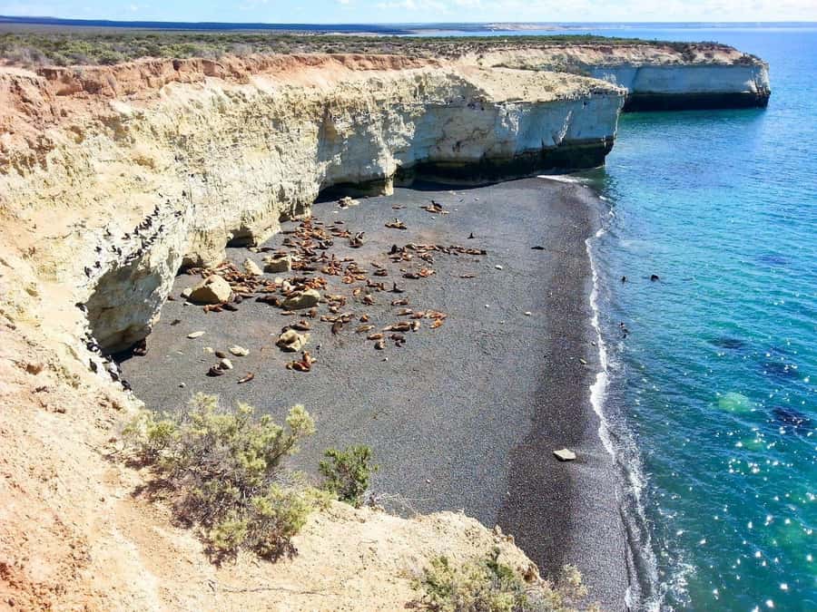 From Puerto Madryn: City and Punta Loma Tour - From Paraná Beach to Punta Loma