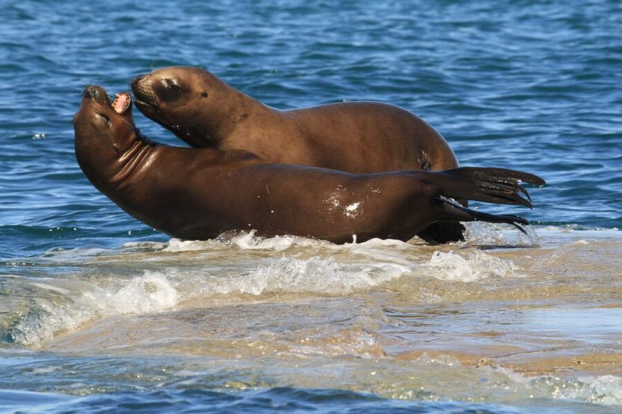 From Puerto Madryn: City and Punta Loma Tour - Sea lions and black cormorants from the cliffs