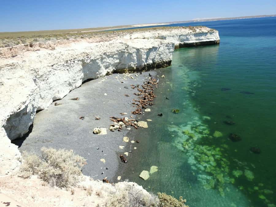 From Puerto Madryn: City and Punta Loma Tour - The guide can shape the whole outing