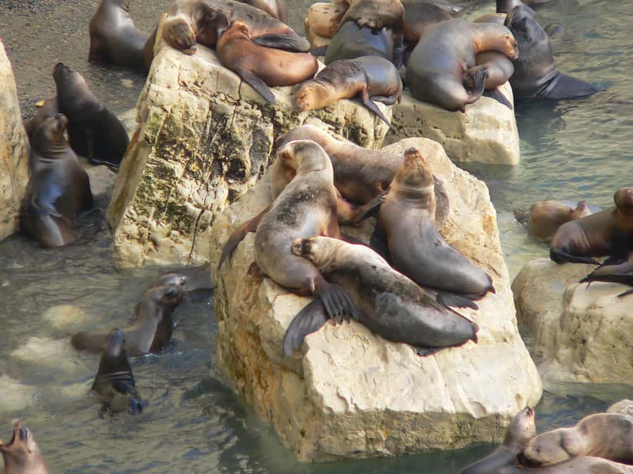 From Puerto Madryn: City and Punta Loma Tour - Transport, pickup, and what to bring