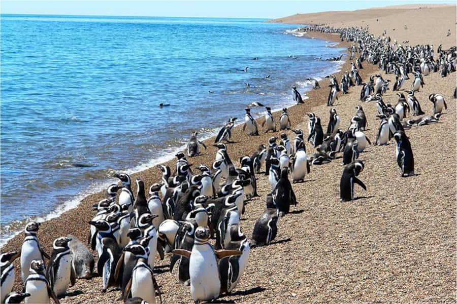 From Puerto Madryn: Full Day Excursion to Punta Tombo - Should you book the Punta Tombo day trip?