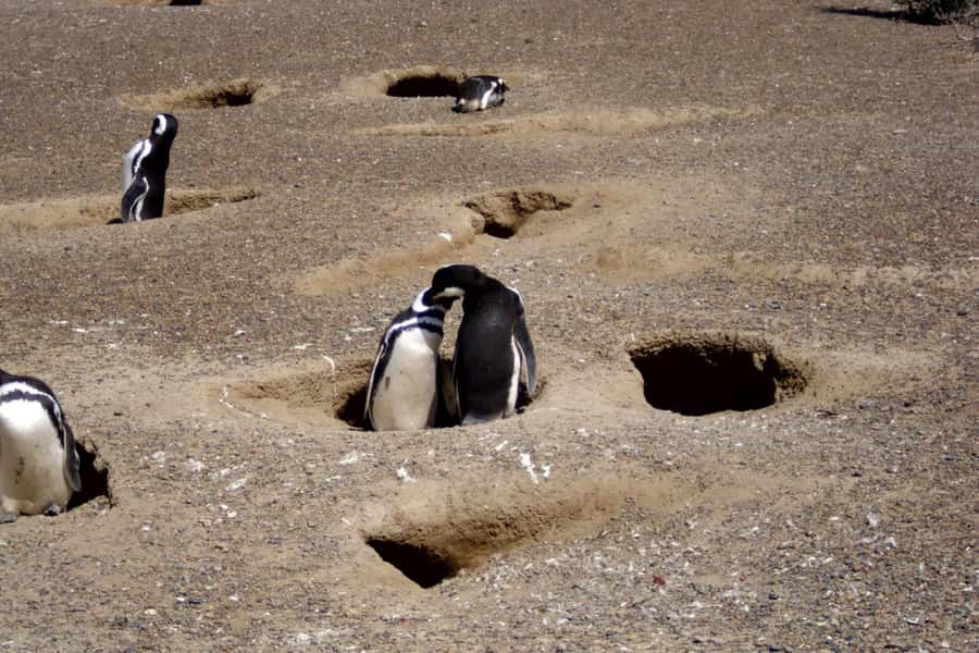 From Puerto Madryn: Full Day Excursion to Punta Tombo - What the Punta Tombo Interpretation Center adds