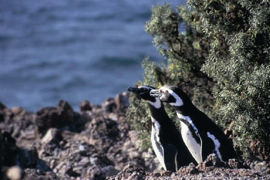 From Puerto Madryn: Full Day Excursion to Punta Tombo - Lunch at the reserve, with the bill left to you