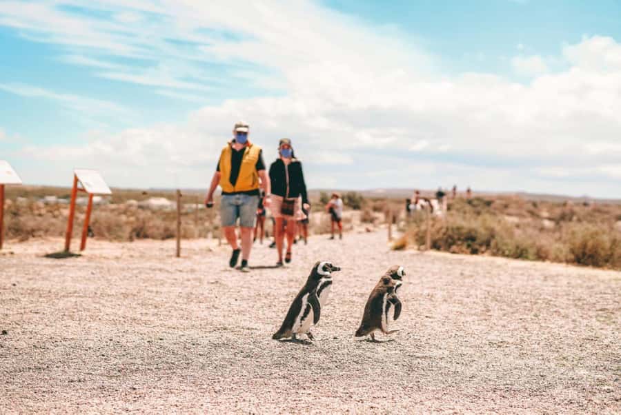 From Puerto Madryn: Full Day Excursion to Punta Tombo - Guides can make or break a remote wildlife day