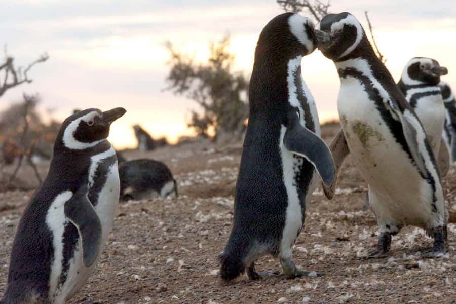 From Puerto Madryn: Full Day Excursion to Punta Tombo - Who will enjoy this Punta Tombo excursion