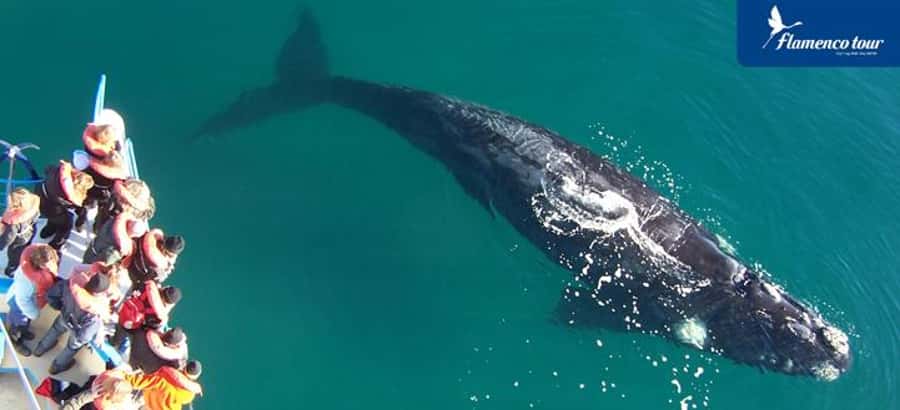 From Puerto Madryn: Full-Day Valdes Peninsula Tour - Key points to know before booking