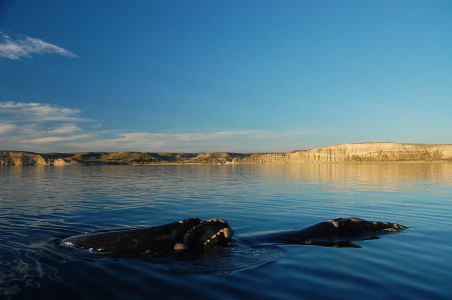 From Puerto Madryn: Full-Day Valdes Peninsula Tour - Why this 10-hour outing makes sense