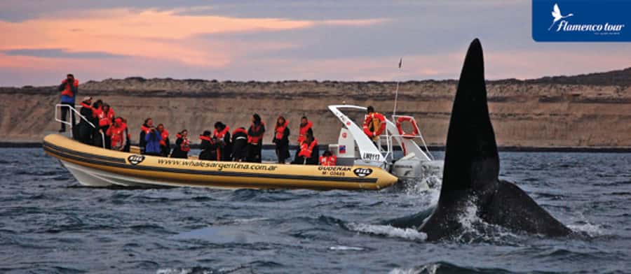 From Puerto Madryn: Full-Day Valdes Peninsula Tour - Puerto Pirámides and the optional boat ride