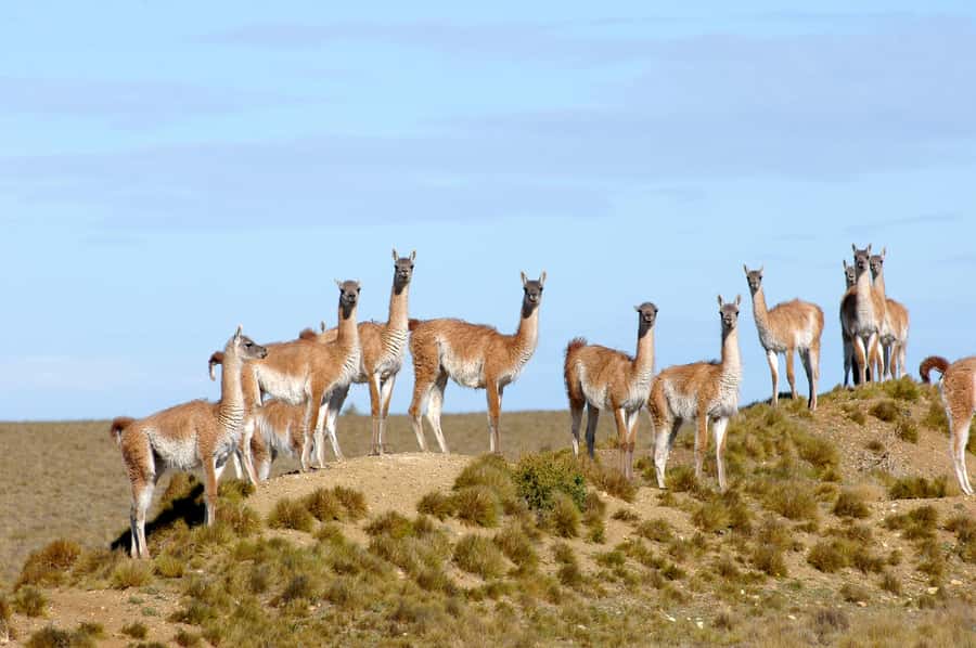 From Puerto Madryn: Full-Day Valdes Peninsula Tour - The salt lakes below sea level