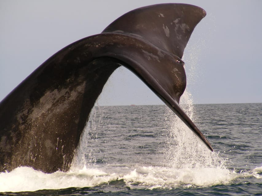 From Puerto Madryn: Full-Day Valdes Peninsula Tour - Caleta Valdés and the elephant seal colonies
