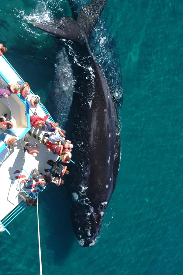 From Puerto Madryn: Full-Day Valdes Peninsula Tour - Punta Norte and the seasonal wildlife calendar