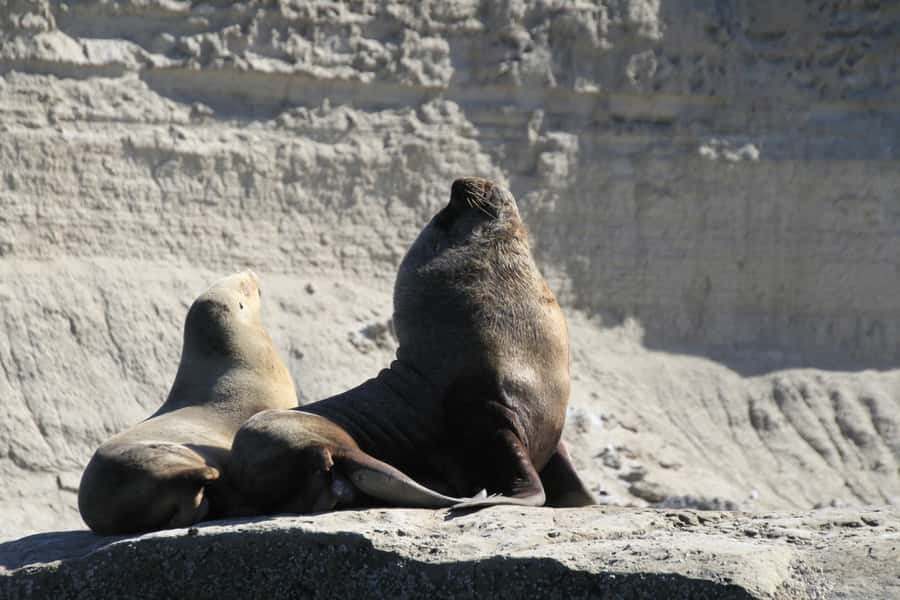 From Puerto Madryn: Full-Day Valdes Peninsula Tour - What to pack for Patagonia