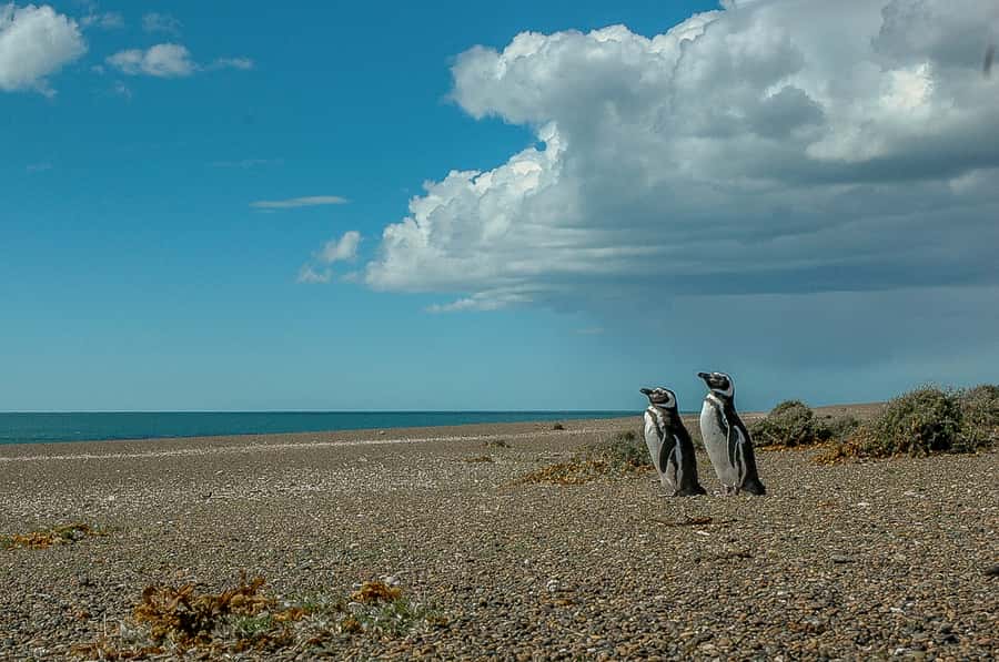 From Puerto Madryn: Penguin Tour & Península Valdés Day Trip - Key points before you book