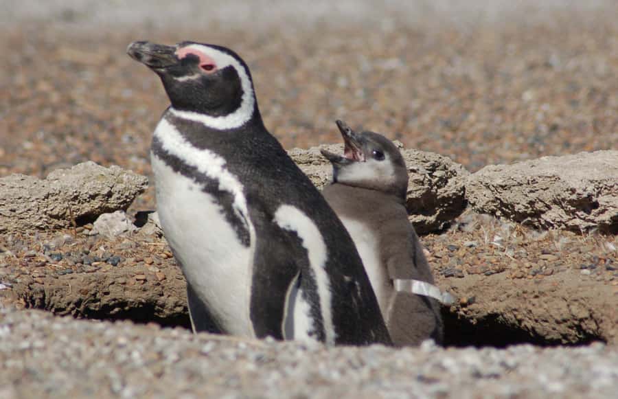 From Puerto Madryn: Penguin Tour & Península Valdés Day Trip - Why this day trip works so well