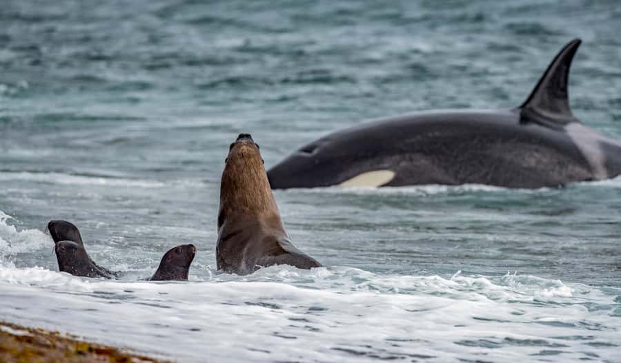 From Puerto Madryn: Penguin Tour & Península Valdés Day Trip - Puerto Pirámides and the first coastal stop