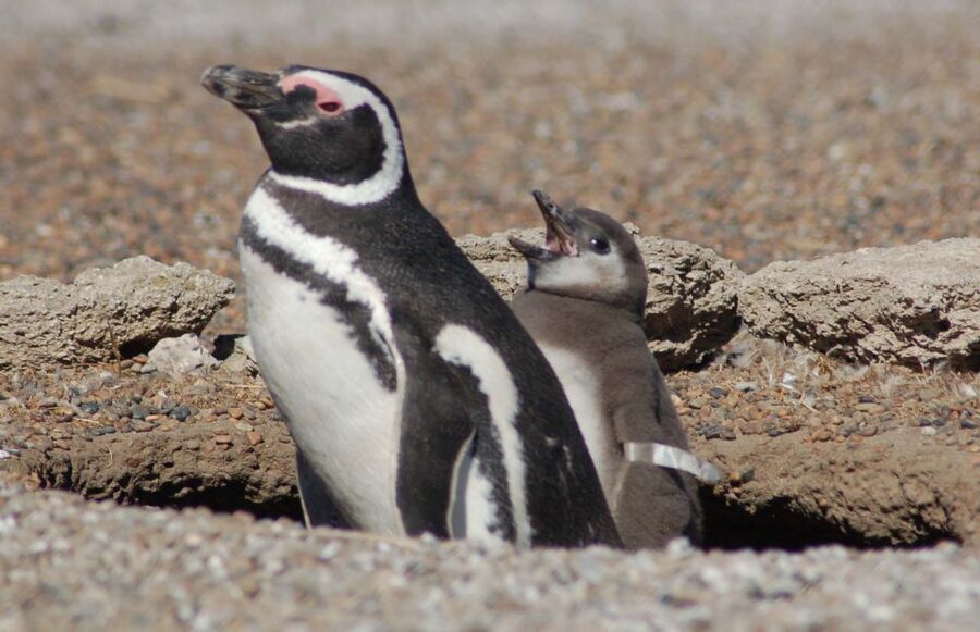 From Puerto Madryn: Penguin Tour & Península Valdés Day Trip - Punta Norte for sea lions and elephant seals