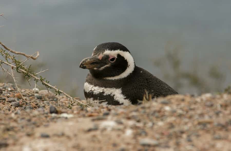 From Puerto Madryn: Penguin Tour & Península Valdés Day Trip - Carlos Ameghino Interpretation Center