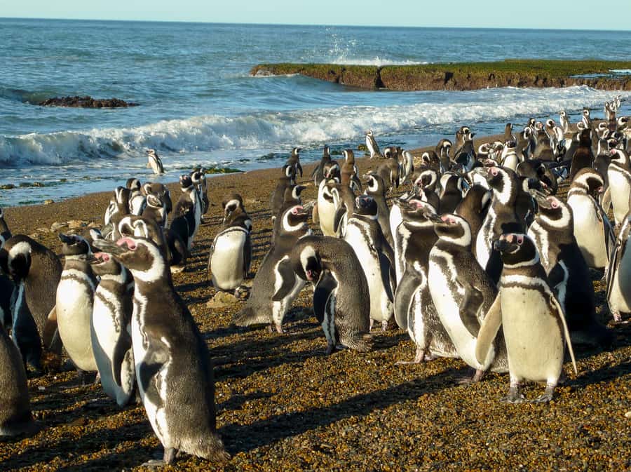 From Puerto Madryn: Penguin Tour & Península Valdés Day Trip - What the $198 price really buys you