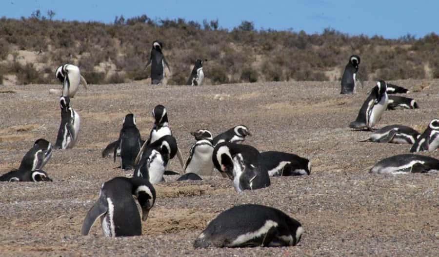 From Puerto Madryn: Penguin Tour & Península Valdés Day Trip - The guides and group size