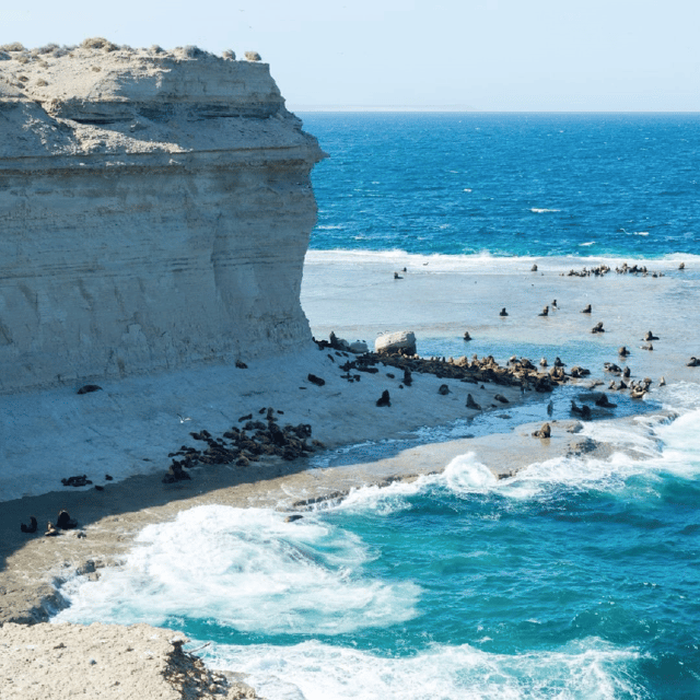 From Puerto Madryn: Peninsula Valdés Shore Excursion - Caleta Valdés and Punta Cantor: wildlife with conditions attached