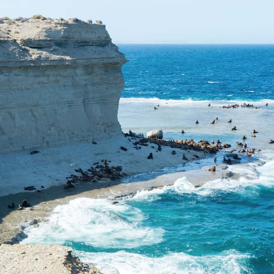 From Puerto Madryn: Peninsula Valdés Shore Excursion - Punta Norte and the possibility of sea lions or orcas